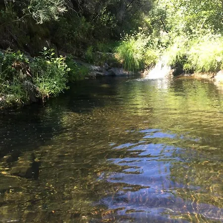 Prunus Avium Lantställe
