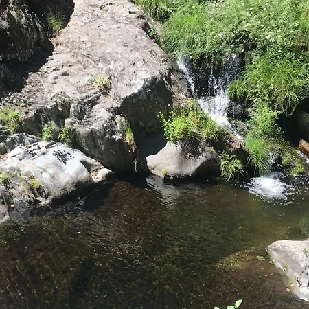 Lantställe Prunus Avium *