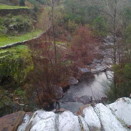 Lantställe Prunus Avium