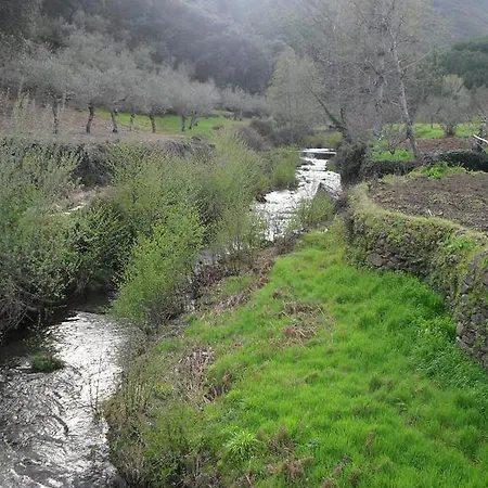Lantställe Prunus Avium *