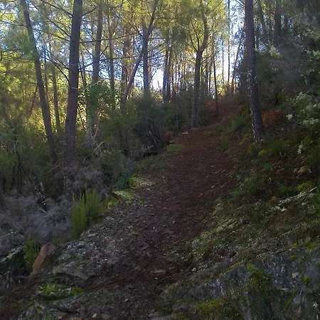 Lantställe Prunus Avium