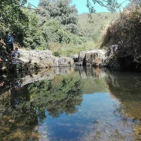 Prunus Avium * Cambron