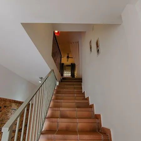 Prunus Avium * Cambron