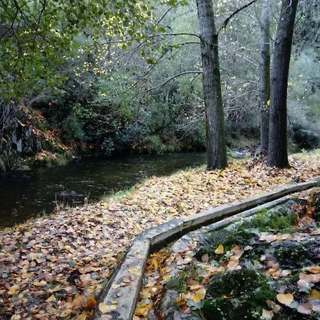 Prunus Avium Lantställe