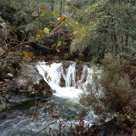 Prunus Avium Country house *