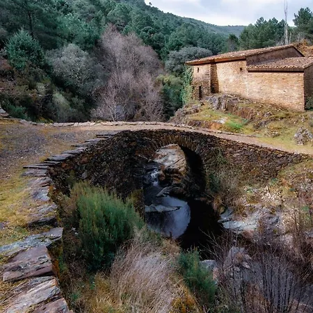 Prunus Avium Lantställe Cambron