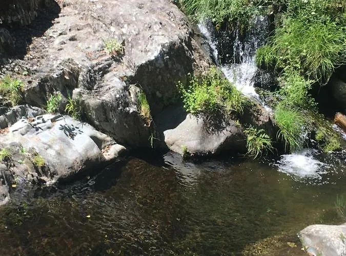 Landsted Prunus Avium *