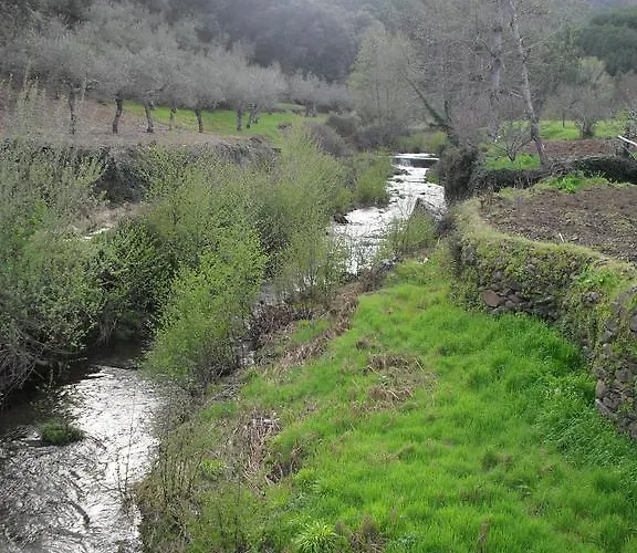 Casa de Campo Prunus Avium *