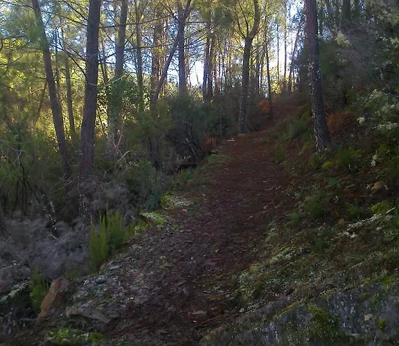 Landsted Prunus Avium