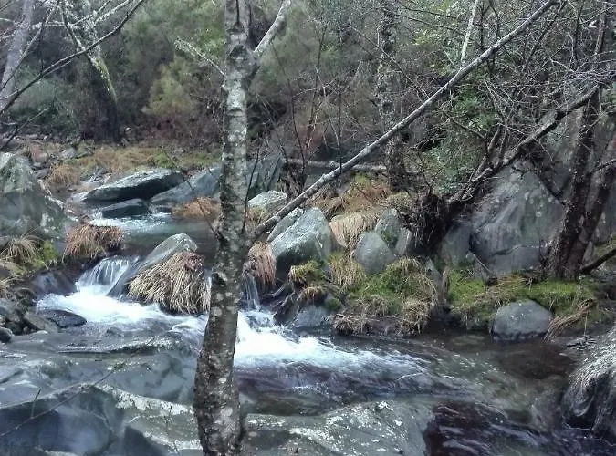 Prunus Avium * Cambron