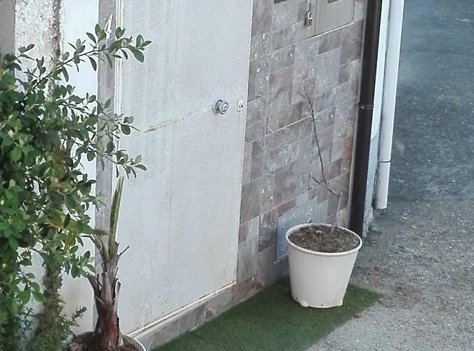 Prunus Avium Casa de Campo *