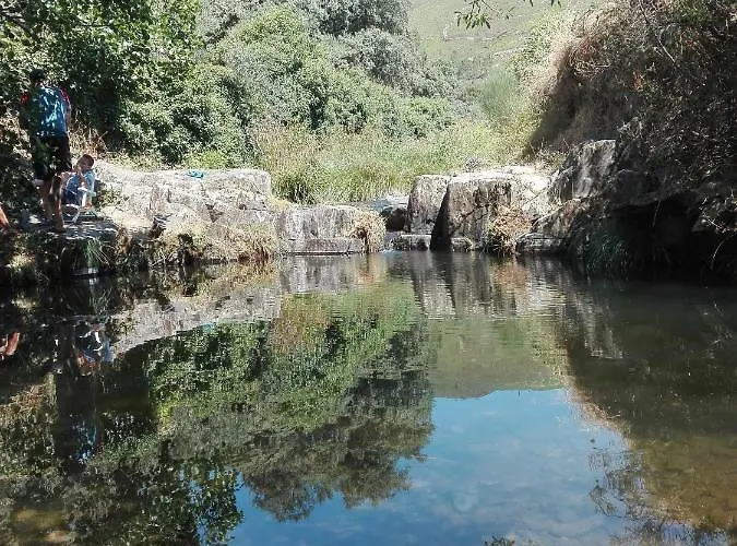 Prunus Avium * Cambron