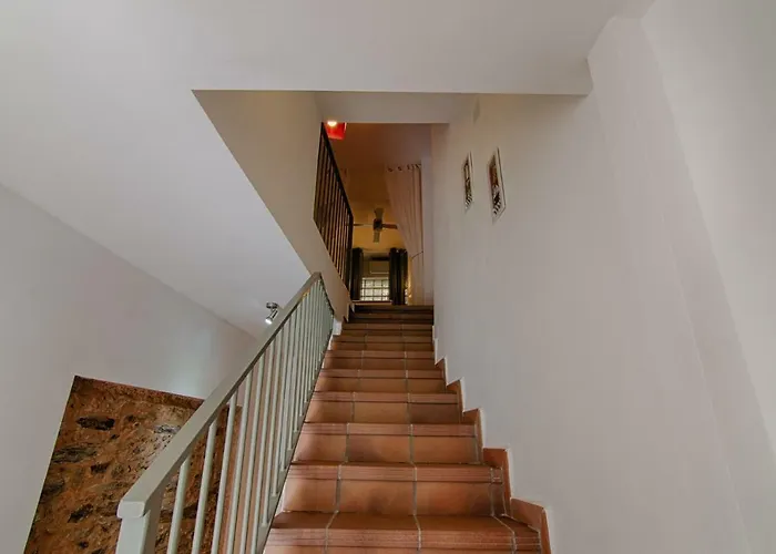 Prunus Avium * Cambron