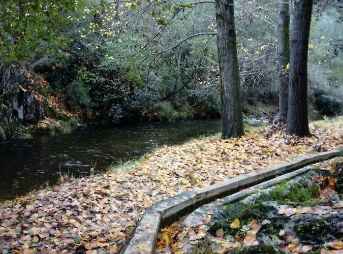 Prunus Avium Casa de Campo