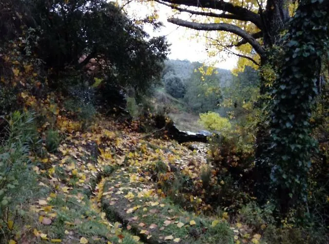 Prunus Avium Country house Cambron
