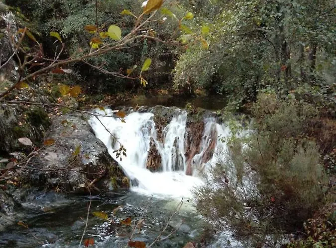 Prunus Avium Country house *
